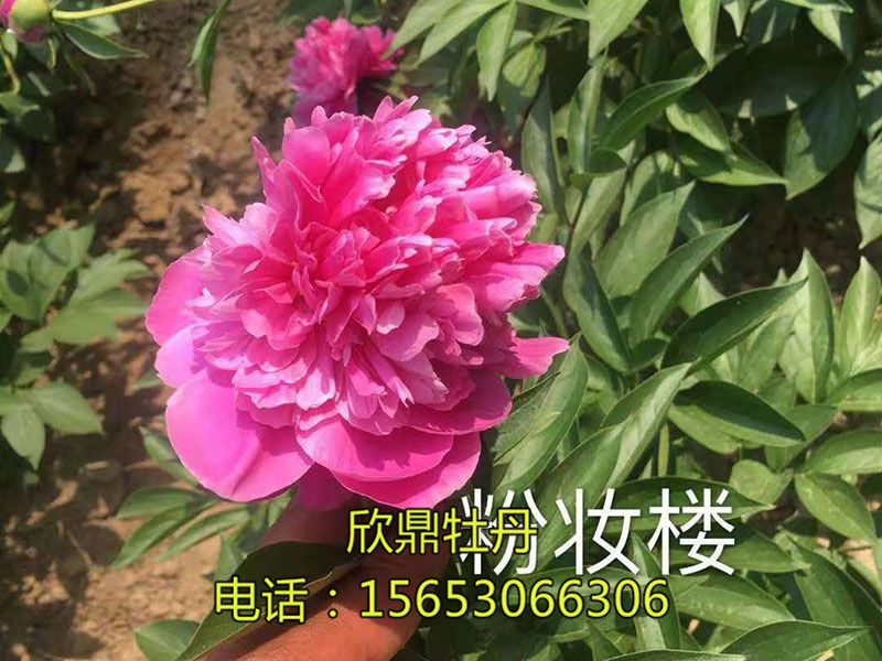 粉妝樓