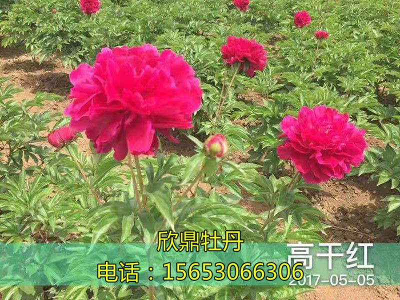 高千紅