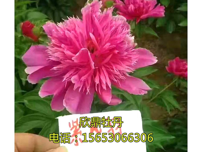 紫鳳羽