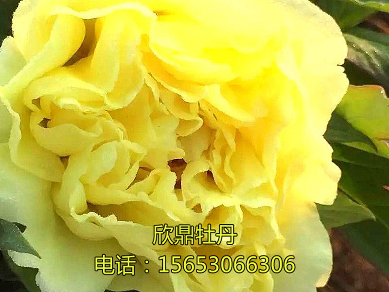 皇冠