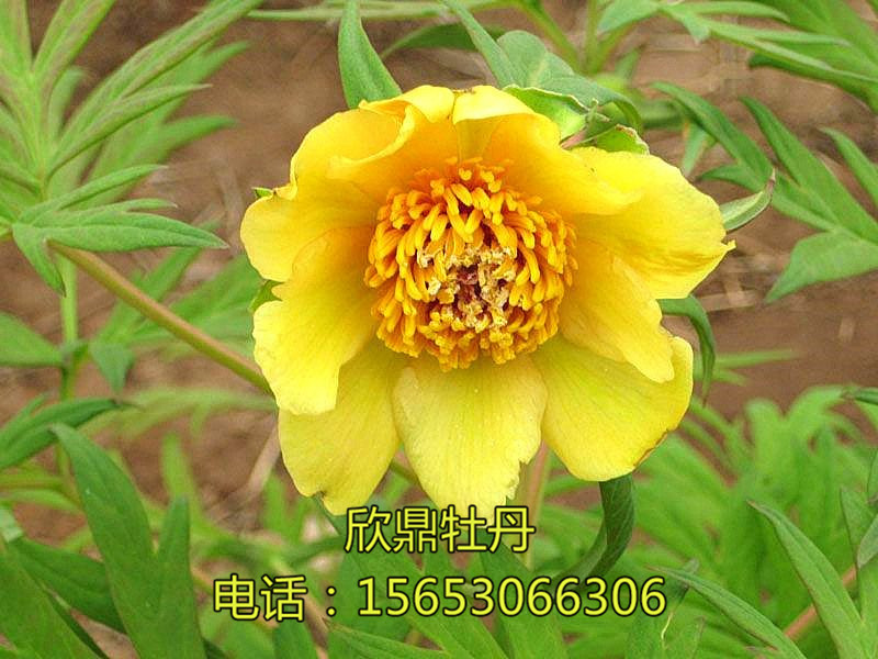 大花黃