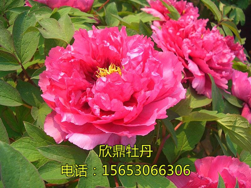 注意牡丹的生長習性以保證牡丹的健康生長