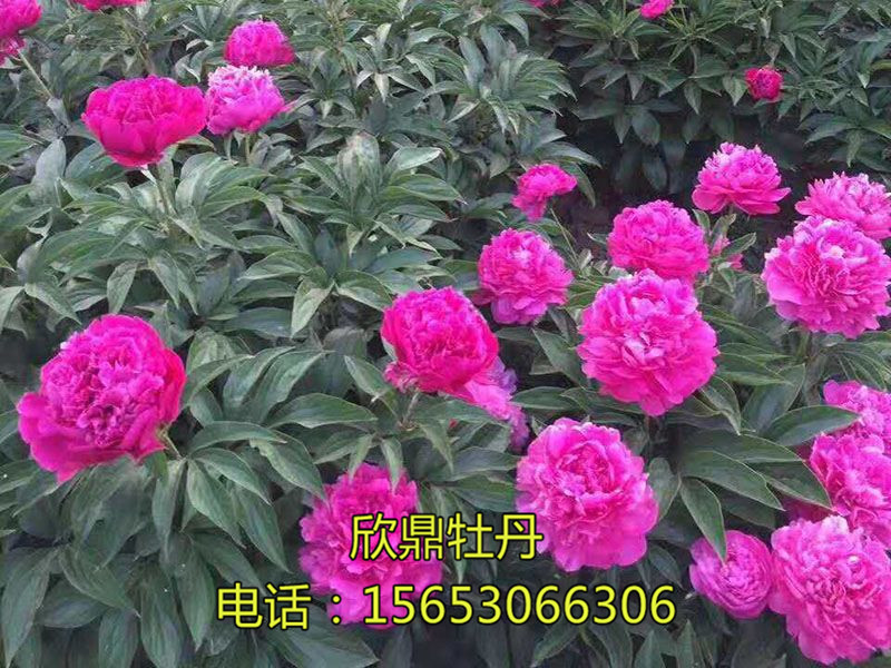 牡丹芍藥的夏季保鮮