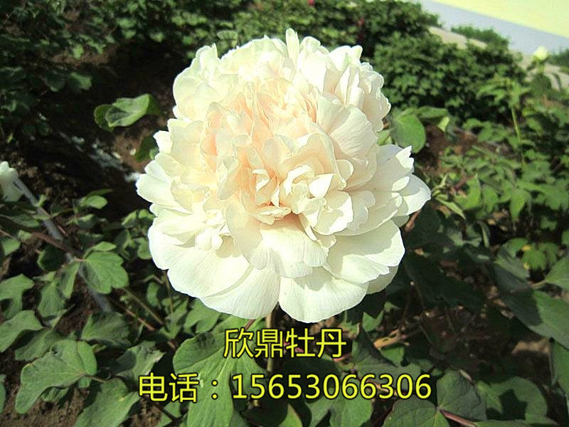 金桂飄香