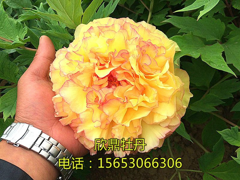 金閣