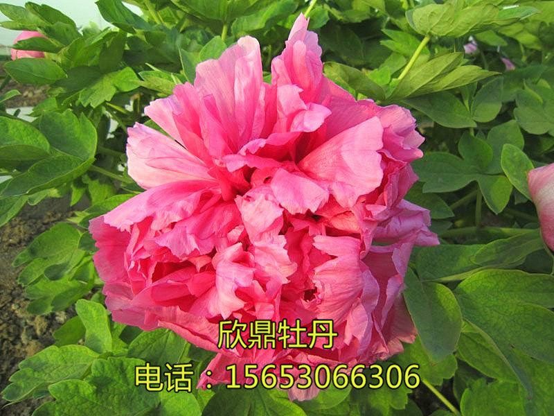 18號