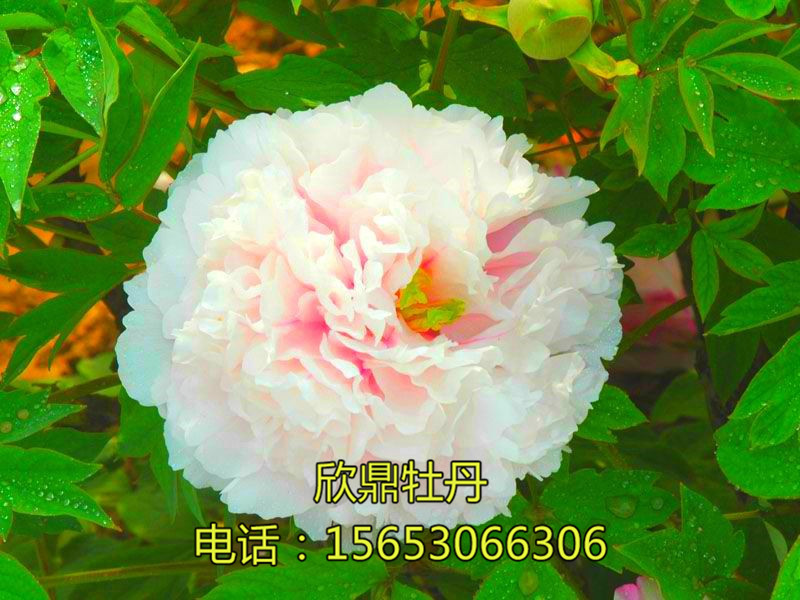 玉樓點翠