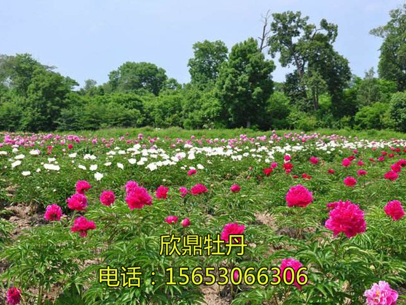 芍藥基地