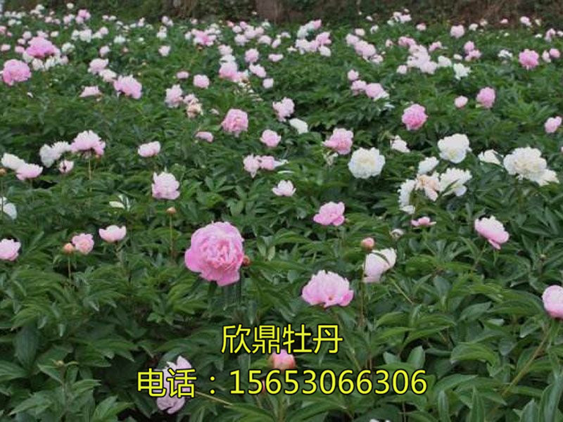 芍藥基地