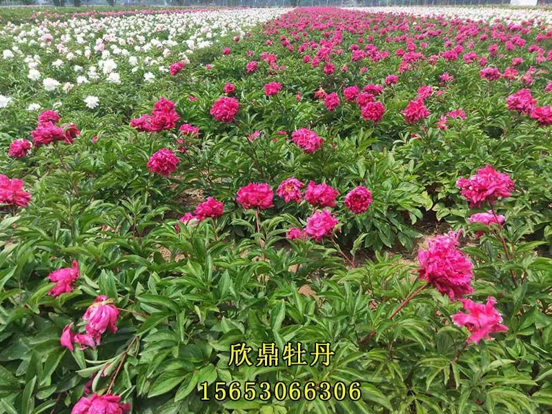 芍藥基地