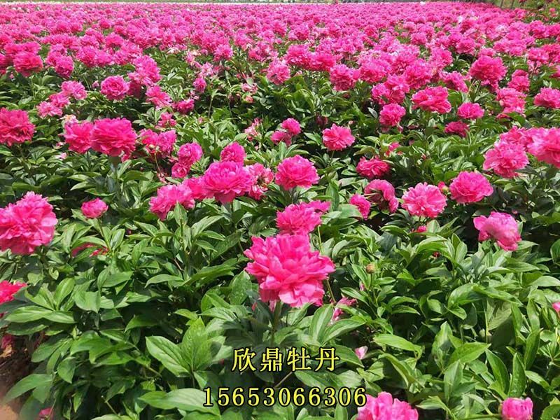 芍藥基地