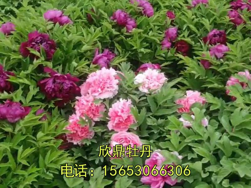 牡丹基地視頻